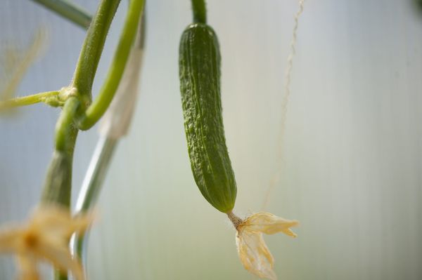 Cucumber on the vine