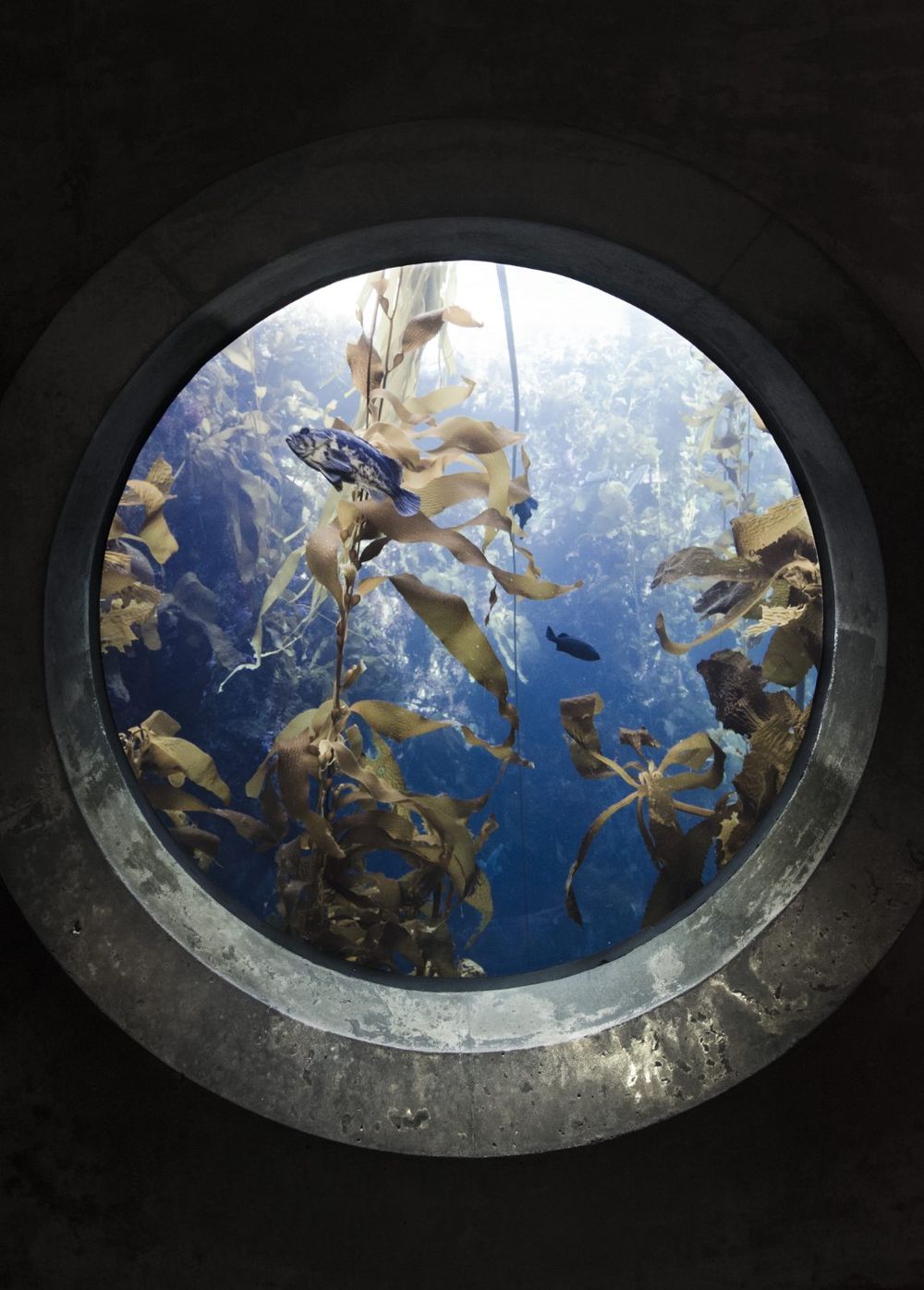 Macroalgae underwater