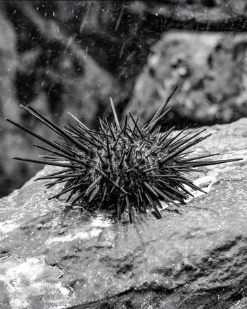 Sea urchin